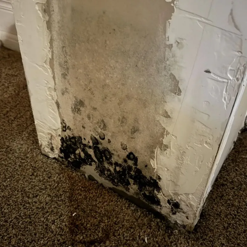Professional Mold Removal in Tipton, IA